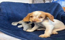 Cocker Spaniel dogs for sale: Cocker spaniel puppies Ready now, 3 girls left - Image 8