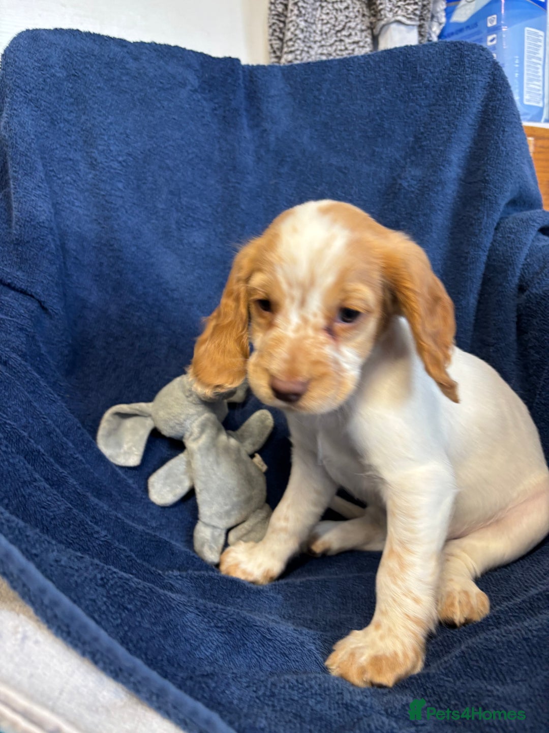 Cocker Spaniel dogs for sale: Cocker spaniel puppies Ready now, 3 girls left - Image 8