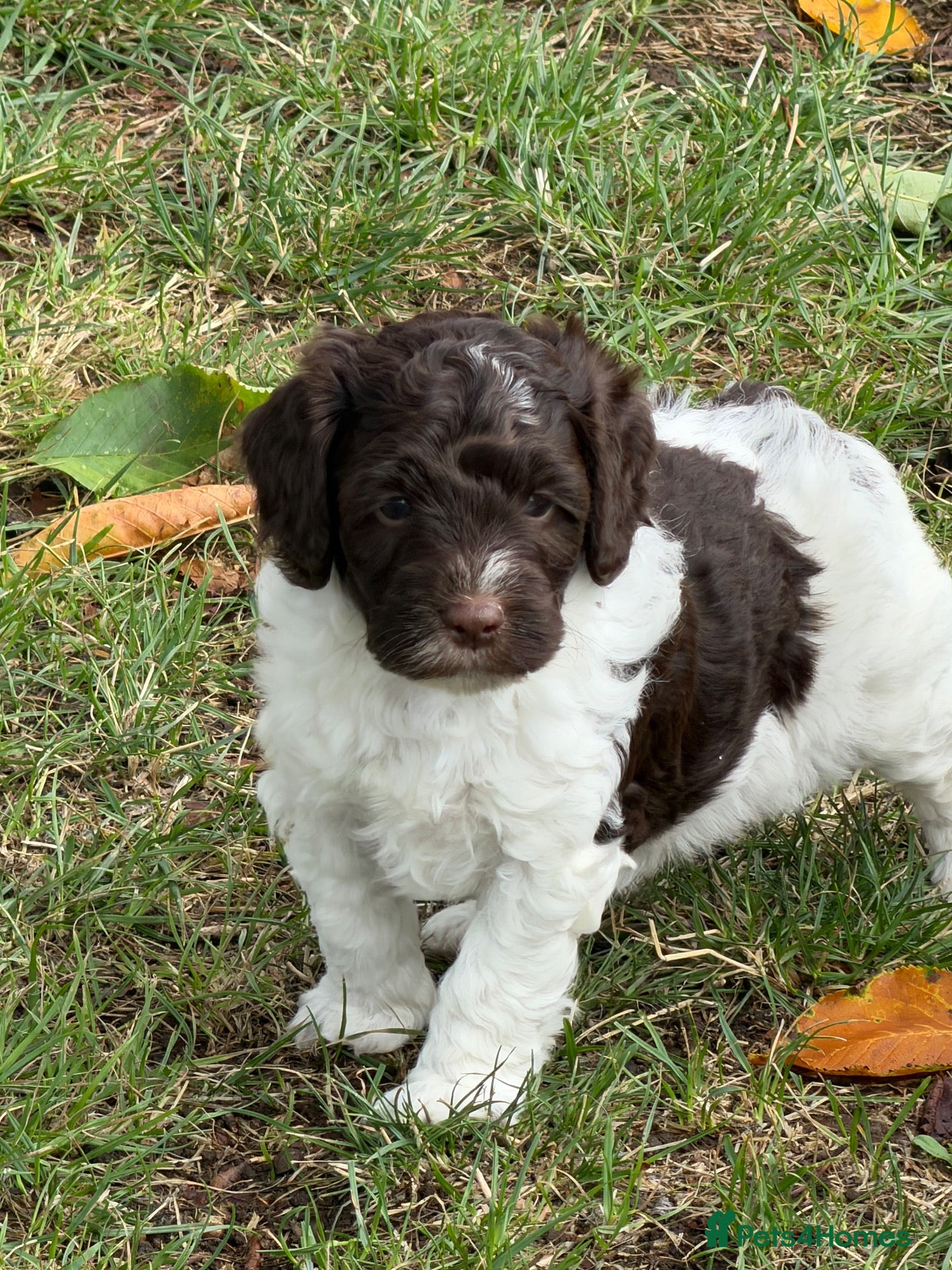 Cockapoo dogs F1b Cockapoos 5⭐️ Licensed Breeder Full DNA Clear - Advert 2