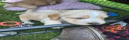Cocker Spaniel dogs for sale: Show cocker spaniels  - Advert 8