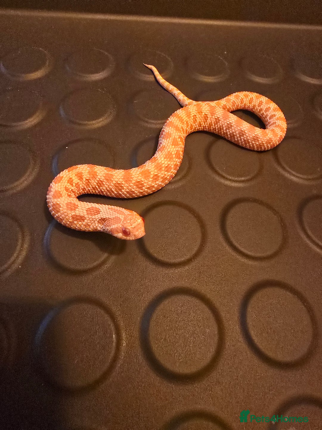 Snake reptiles for sale: Male albino hognose snake  - Advert 3