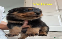 Rottweiler dogs for sale: Beautiful Baby Rottweiler puppies for sale  - Image 20