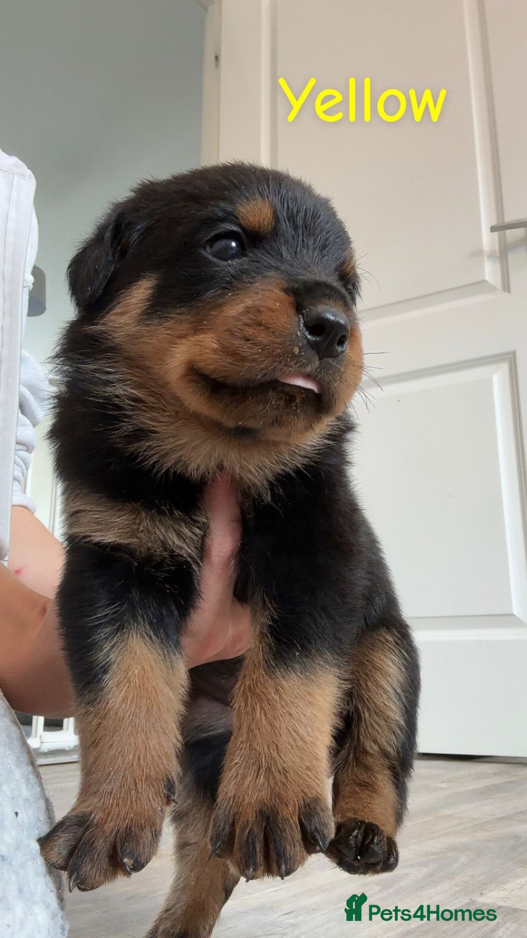 Rottweiler dogs for sale: Beautiful Baby Rottweiler puppies for sale  - Image 20