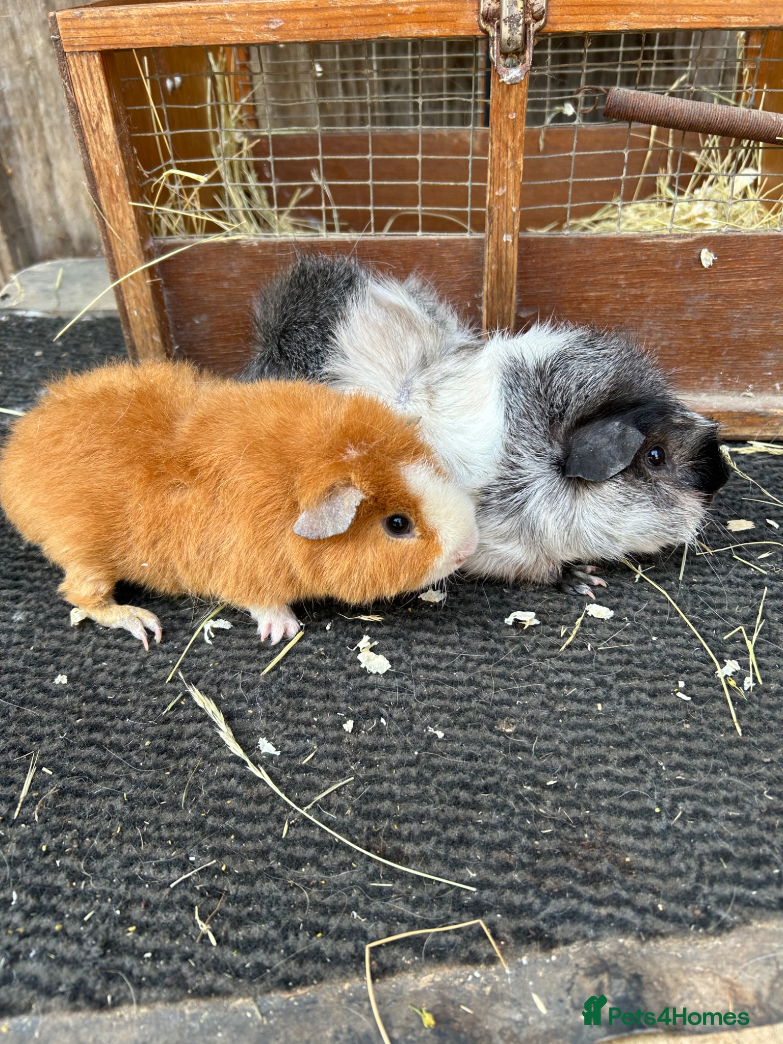 Guinea Pig rodents Guinea pigs - Advert 10