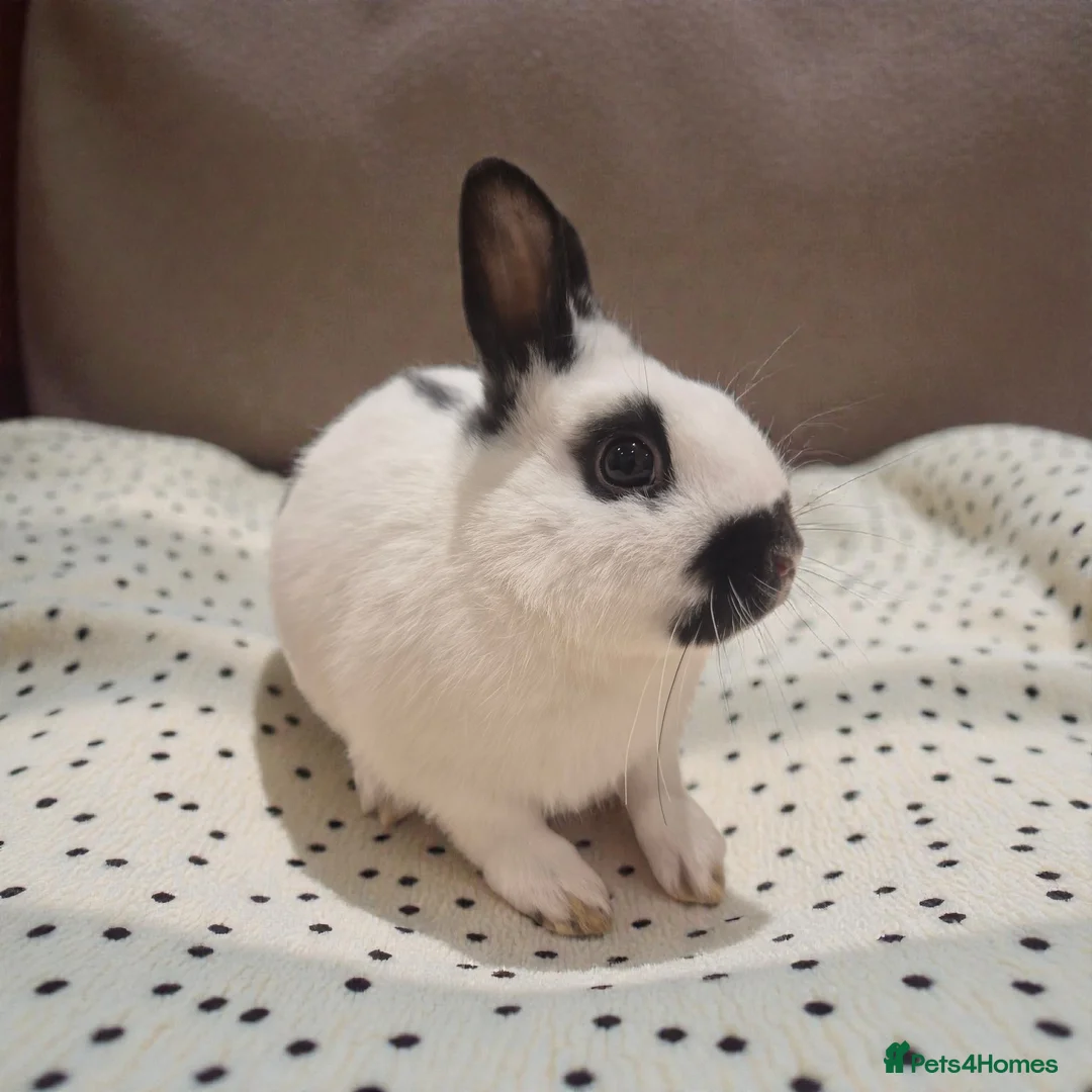 Mixed Breed rabbits for sale: 🧡dwarf papillon bunnies 🧡 - Advert 3