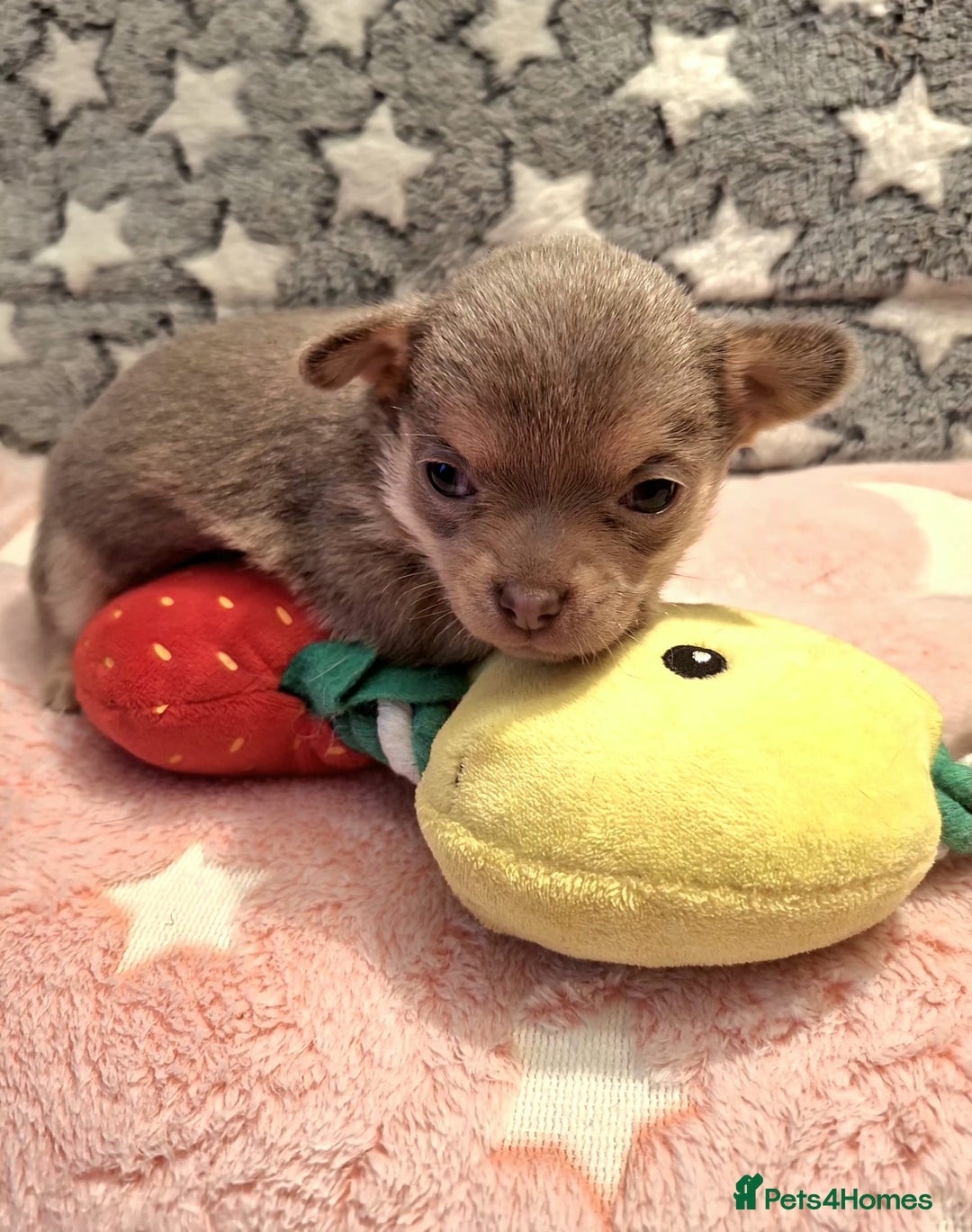 Chihuahua dogs for sale: * Three most beautiful chihuahua girls* - Advert 9