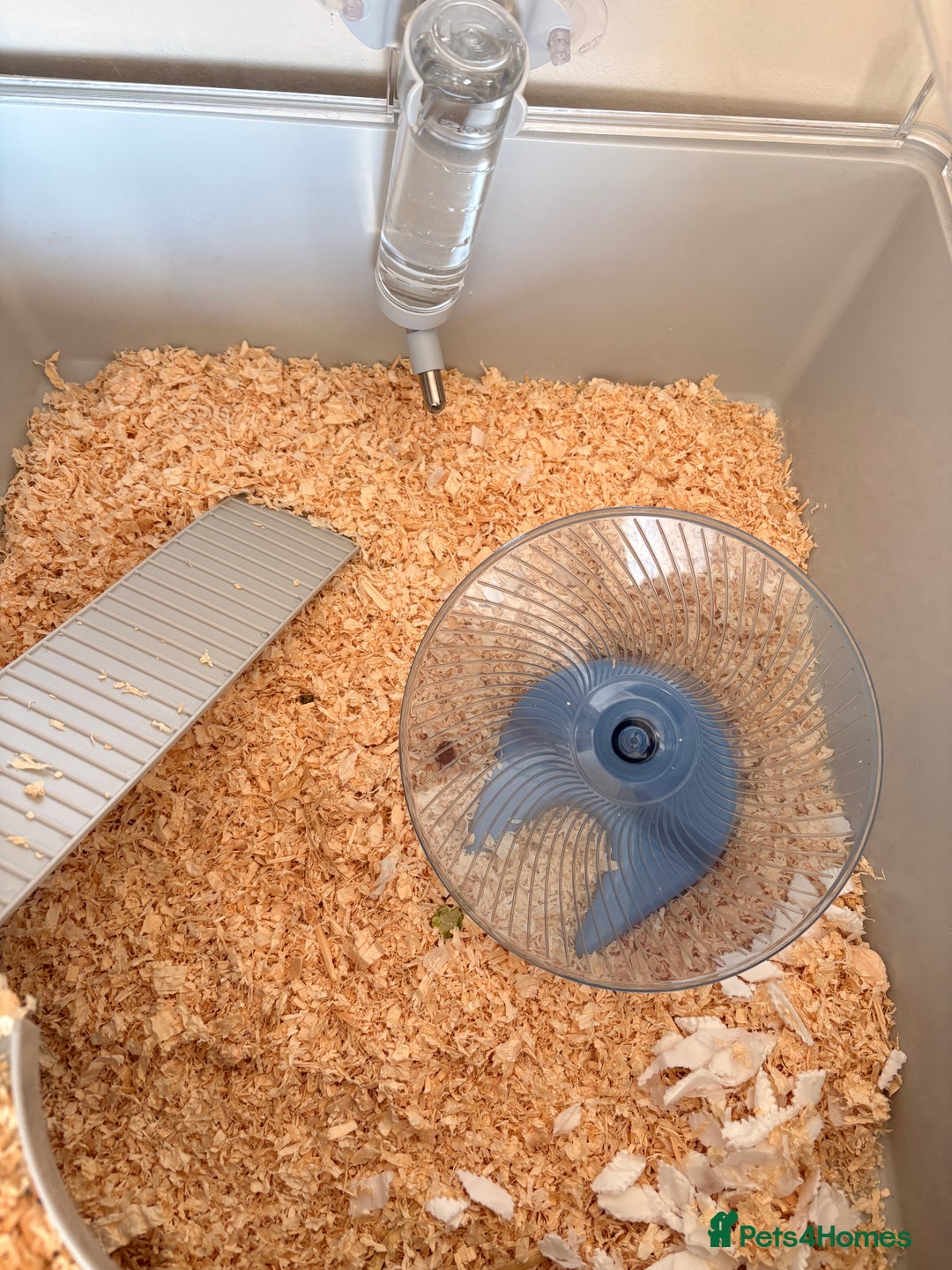 Hamster rodents for sale: Dwarf Russian hamster  - Advert 3