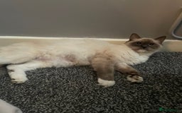 Mixed Breed cats for sale: Beautiful half ragdoll kittens - Image 6