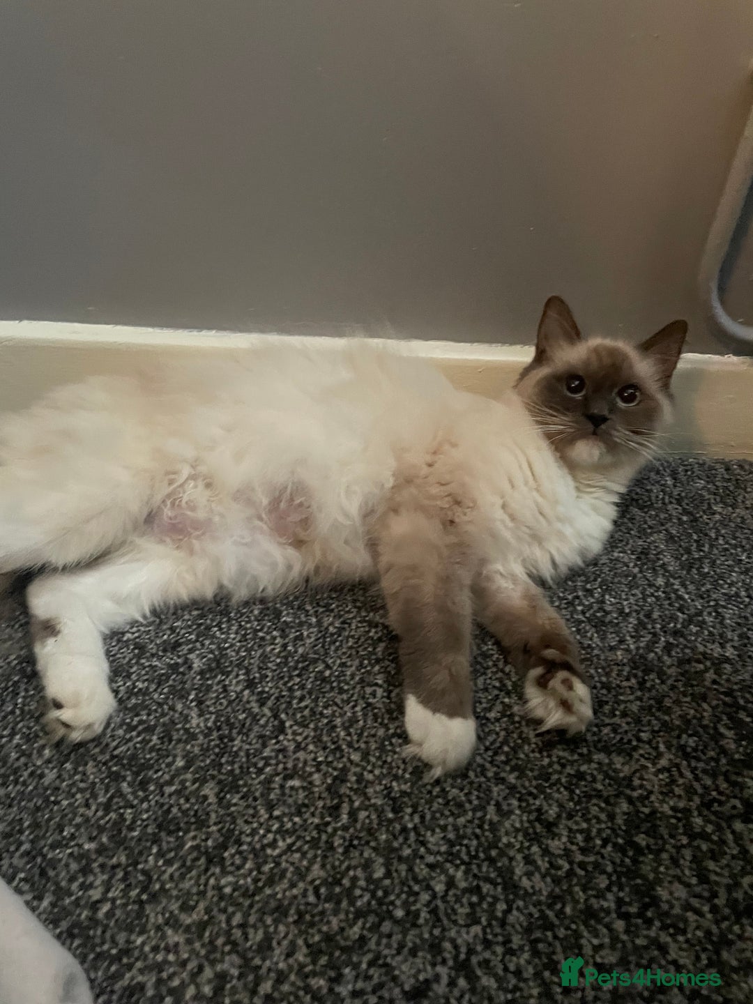 Mixed Breed cats for sale: Beautiful half ragdoll kittens - Image 6