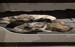 French Bulldog dogs for sale: 3 female french bulldogs - Advert 27