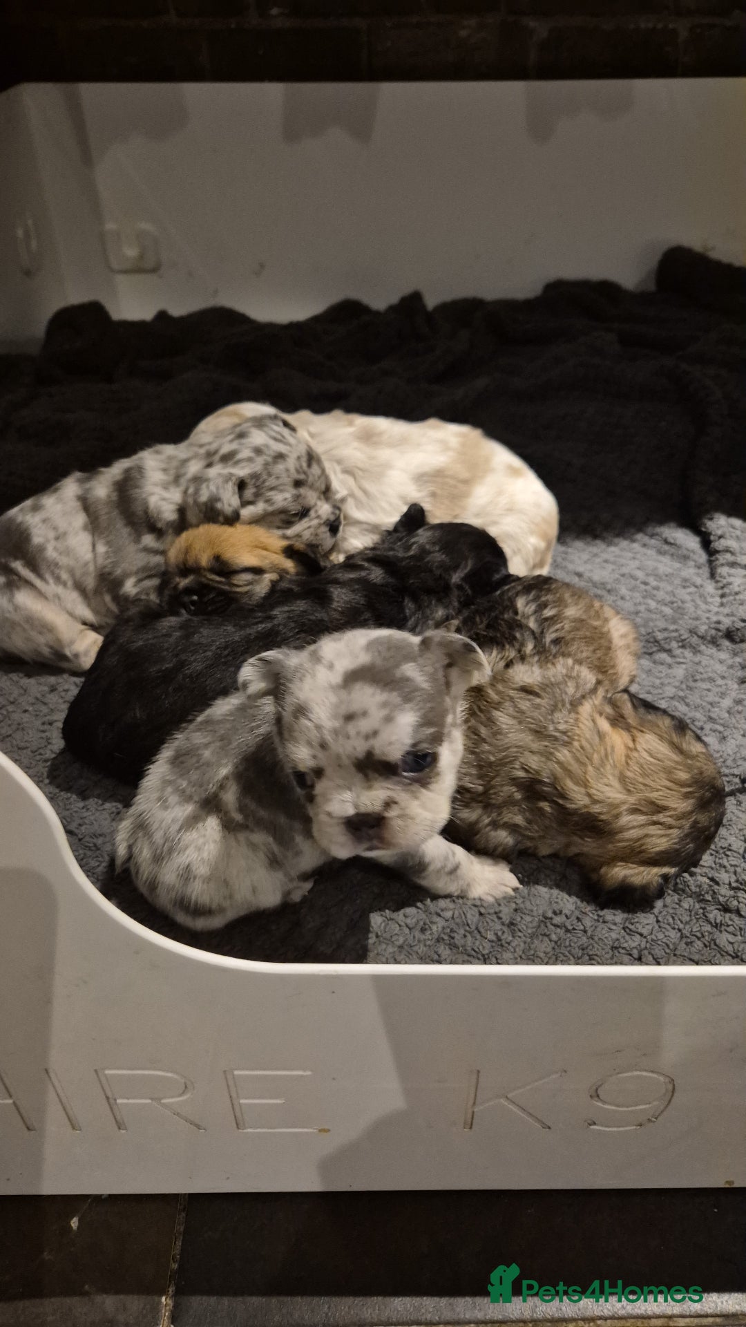 French Bulldog dogs for sale: 3 female french bulldogs - Advert 27