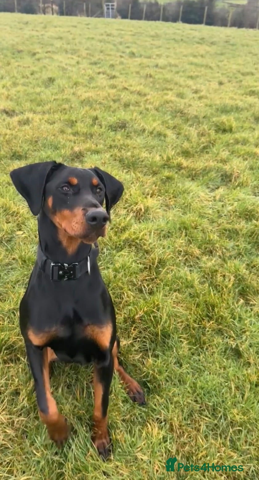 Dobermann dogs KC registered Dobermann for a stud  - Advert 3