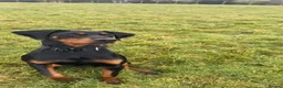 Dobermann dogs for stud: KC registered Dobermann for a stud  - Advert 4