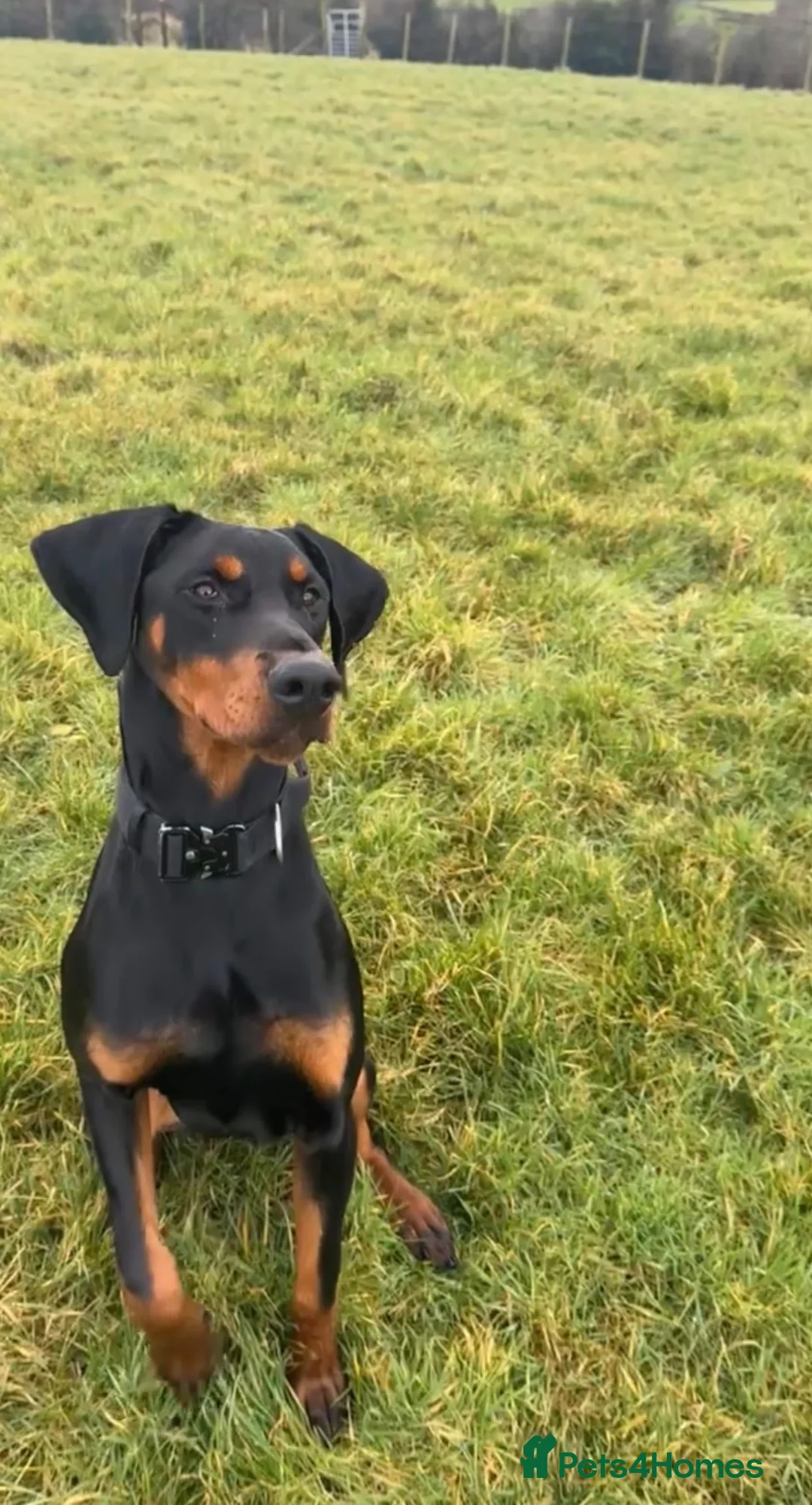 Dobermann dogs for stud: KC registered Dobermann for a stud  - Advert 4