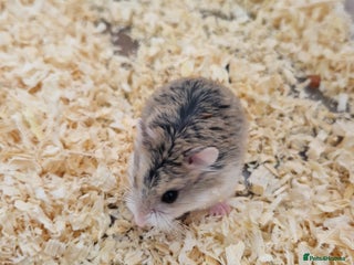 Hamster rodents - Advert 5