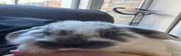 Mini Lop rabbits for sale: Pure Breed Mini Lop Babies  - Advert 15