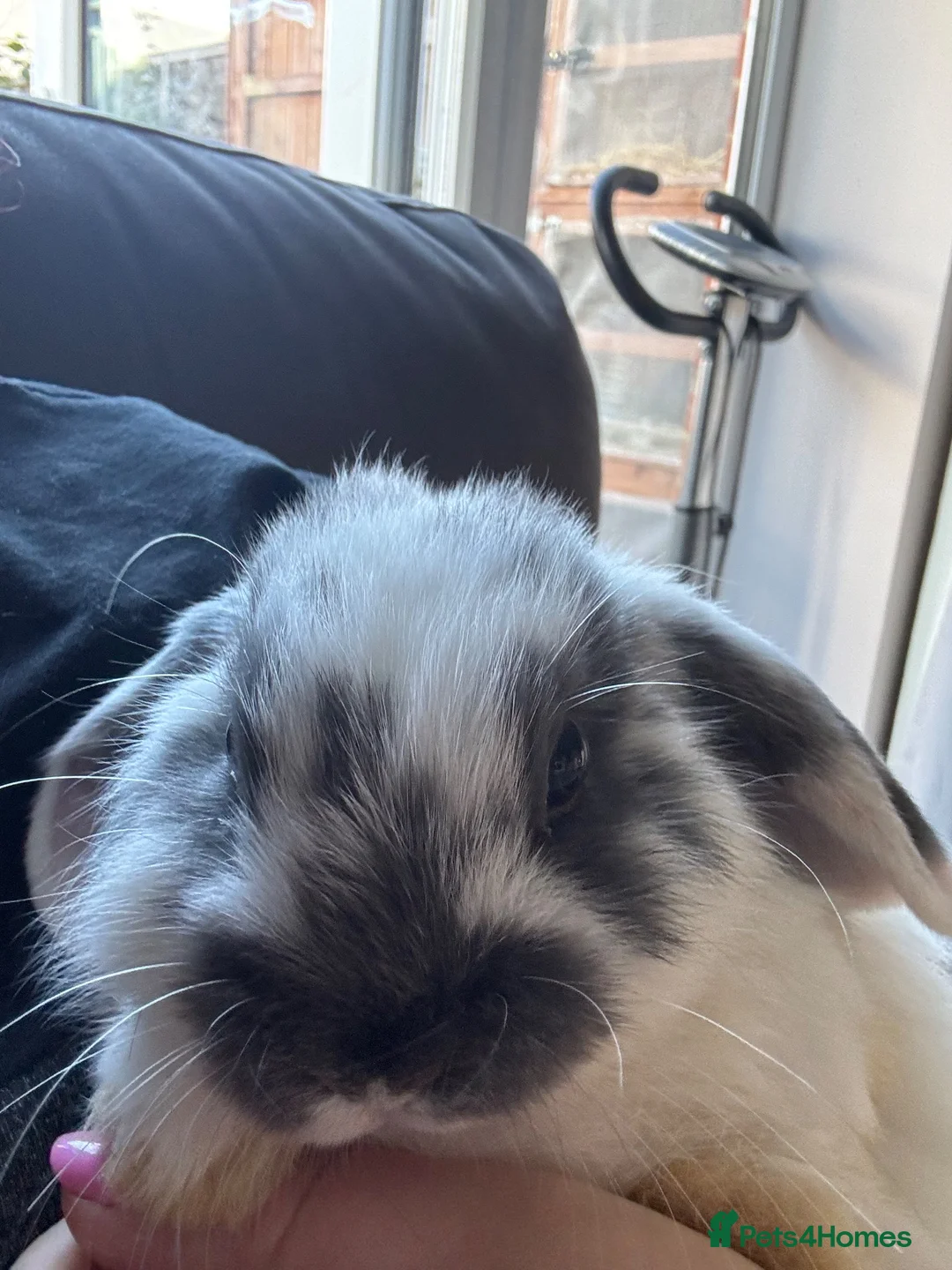 Mini Lop rabbits for sale: Pure Breed Mini Lop Babies  - Advert 15