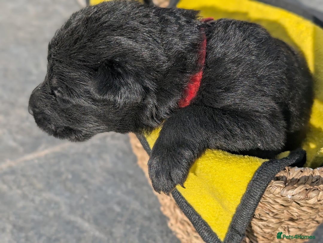 German Shepherd dogs for sale: Gorgeous Black German Shepherd Puppies. - Image 24