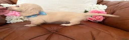 Miniature Dachshund dogs for sale: Pure English Cream Miniature Dachshund  - Advert 13
