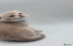 British Shorthair cats for sale: BSH GCCF GOLDEN AND BLUE KITTENS  - Image 30