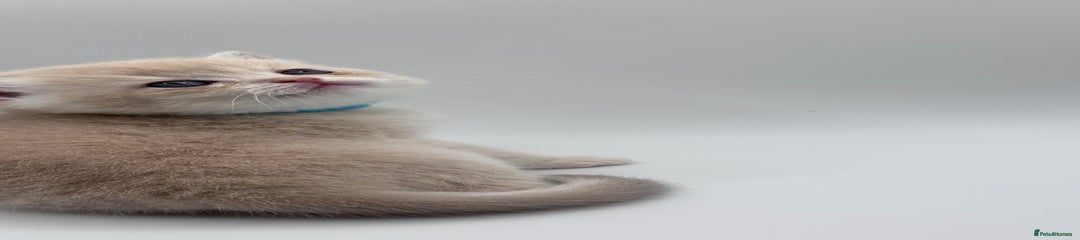 British Shorthair Kitten 1