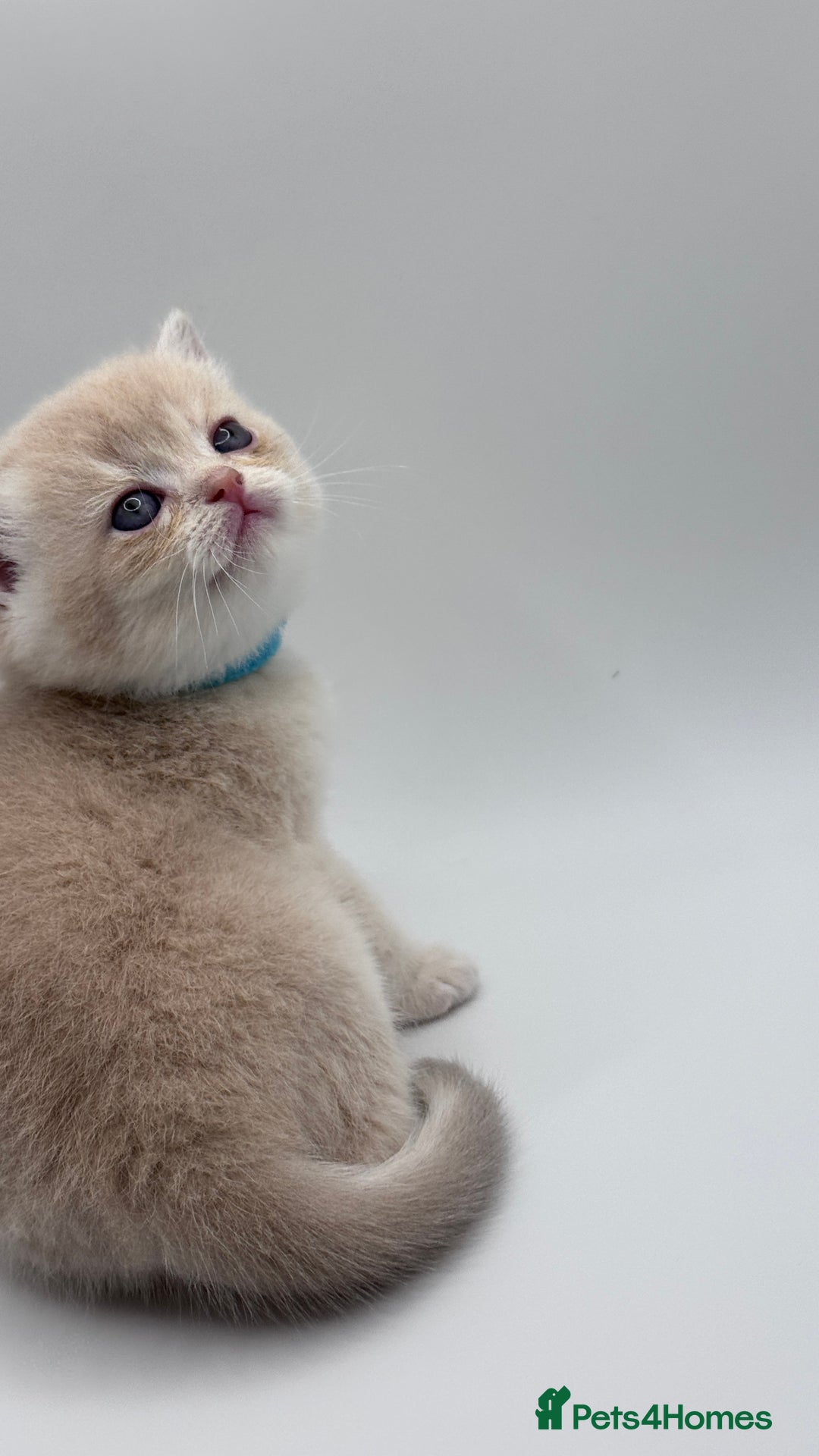 British Shorthair cats for sale: BSH GCCF GOLDEN AND BLUE KITTENS  - Image 30