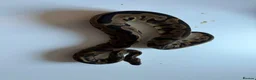 Python Snake reptiles for sale: Ball pythons various reduced  - Advert 21