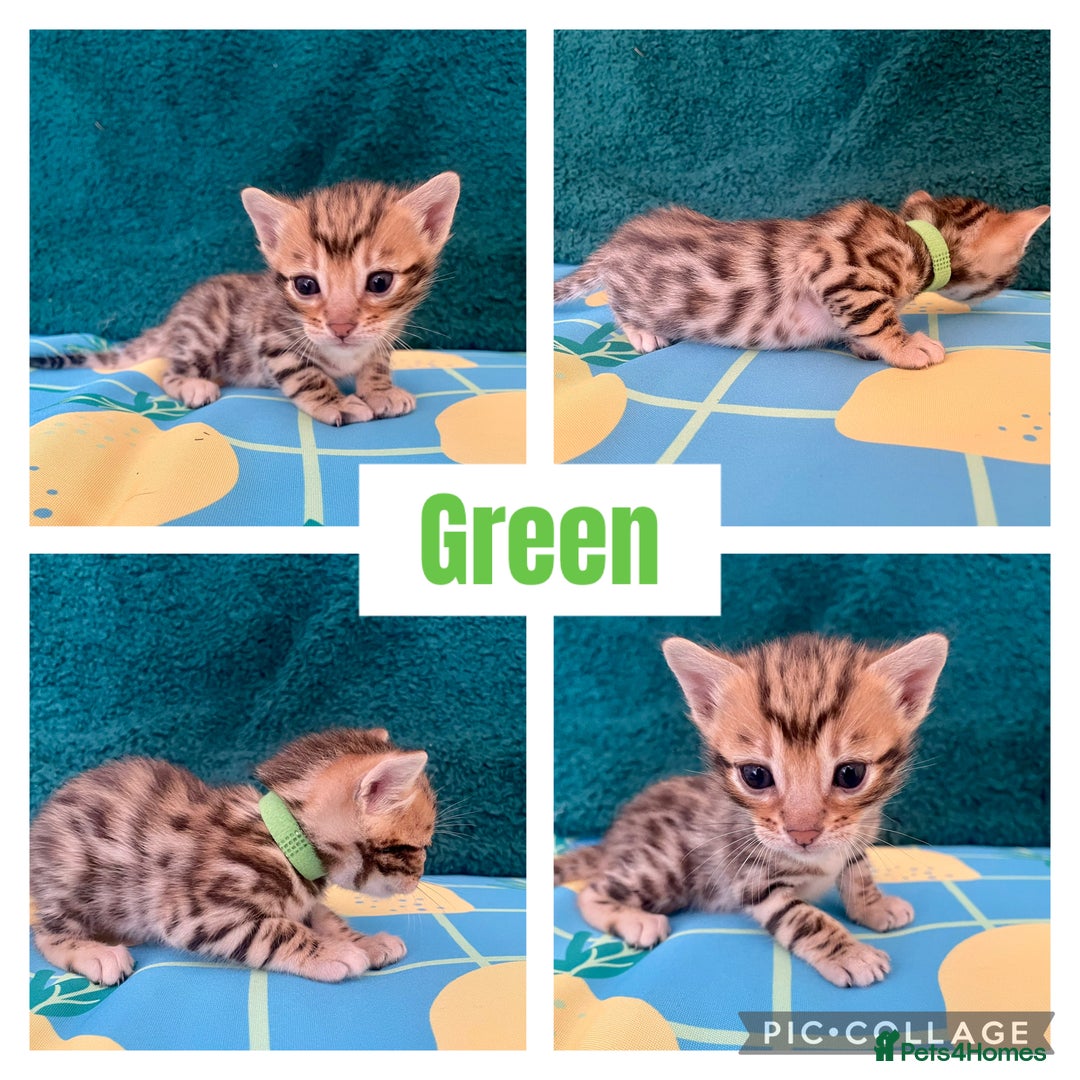 Bengal cats for sale: Beautiful Bengal Kittens  - Image 4