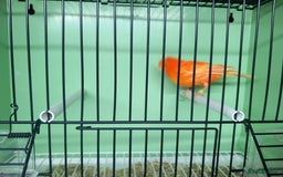 Canaries birds for sale: Canaries  - Image 23