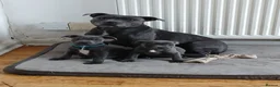 Staffordshire Bull Terrier dogs for sale: Blue staff puppies kc reg - Advert 7
