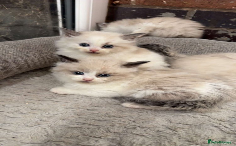 Siberian cats - Advert 1