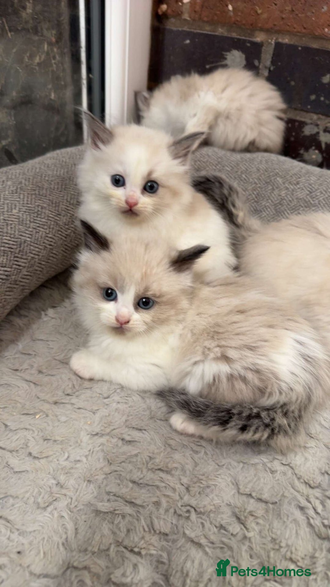 Siberian cats for sale: Ragdoll X Siberian kittens  - Image 1