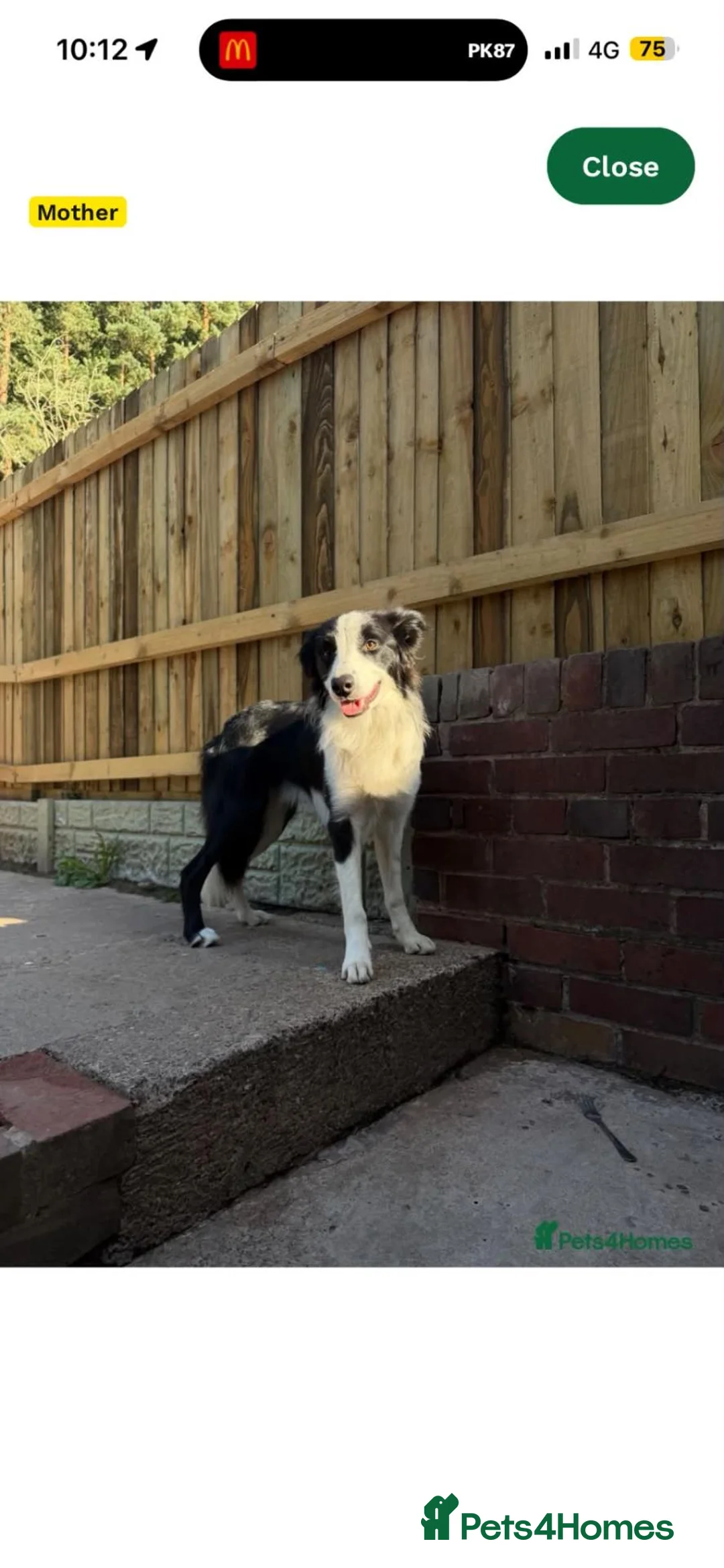 Border Collie dogs for sale: Border Collie - Advert 4