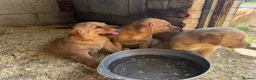 Labrador Retriever dogs for sale: Stunning red/yellow traditional labrador puppies  - Advert 3