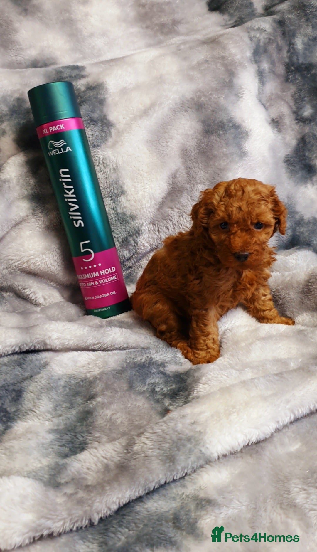 Toy Poodle dogs for sale: ASIAN CHAMPION lineage, KC registered Toy Poodles - Advert 24