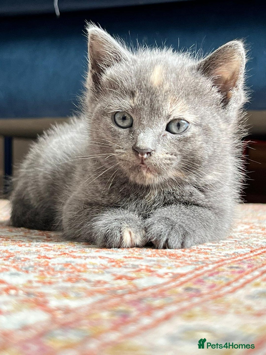British Shorthair cats for sale: One female and one male British short hair kitten  - Image 9