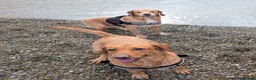 Springador dogs for sale: Springador puppies  - Advert 2