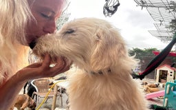 Mixed Breed dogs for adoption: Poppy - Norwich Norfolk  - Image 22