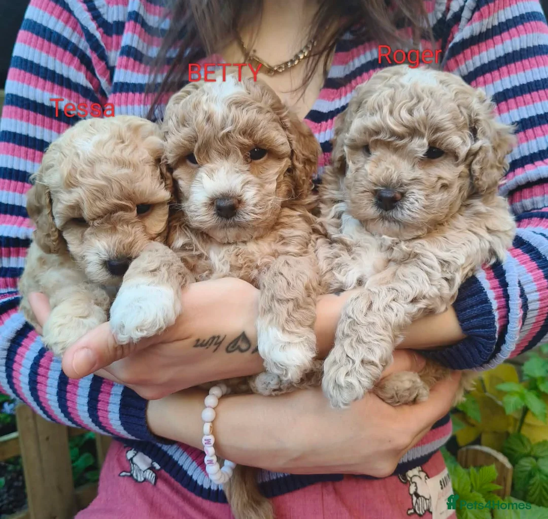 Cockapoo dogs for sale: Cockapoo mini toy in Leeds - Advert 1