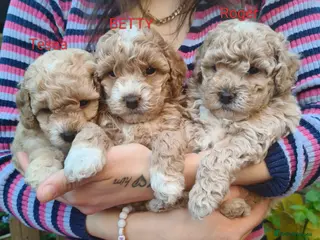 Cockapoo dogs Cockapoo mini toy - Advert 1