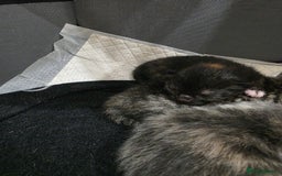 Ragdoll cats for sale: 4 female kittens  - Image 12