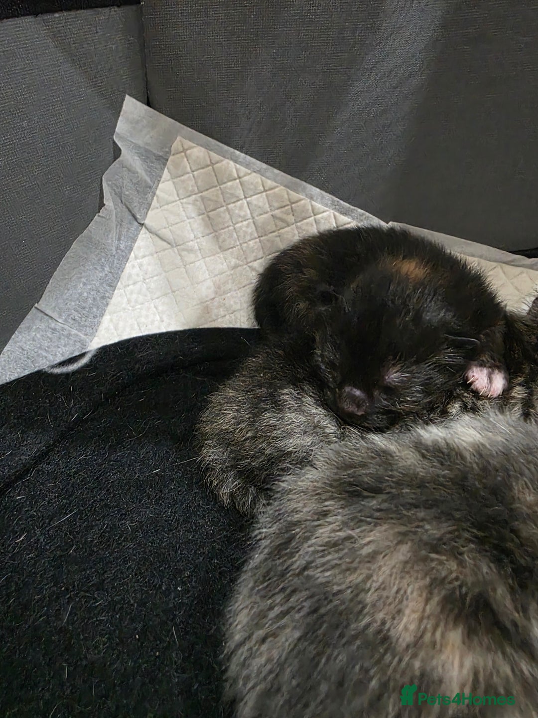 Ragdoll cats for sale: 4 female kittens  - Image 12