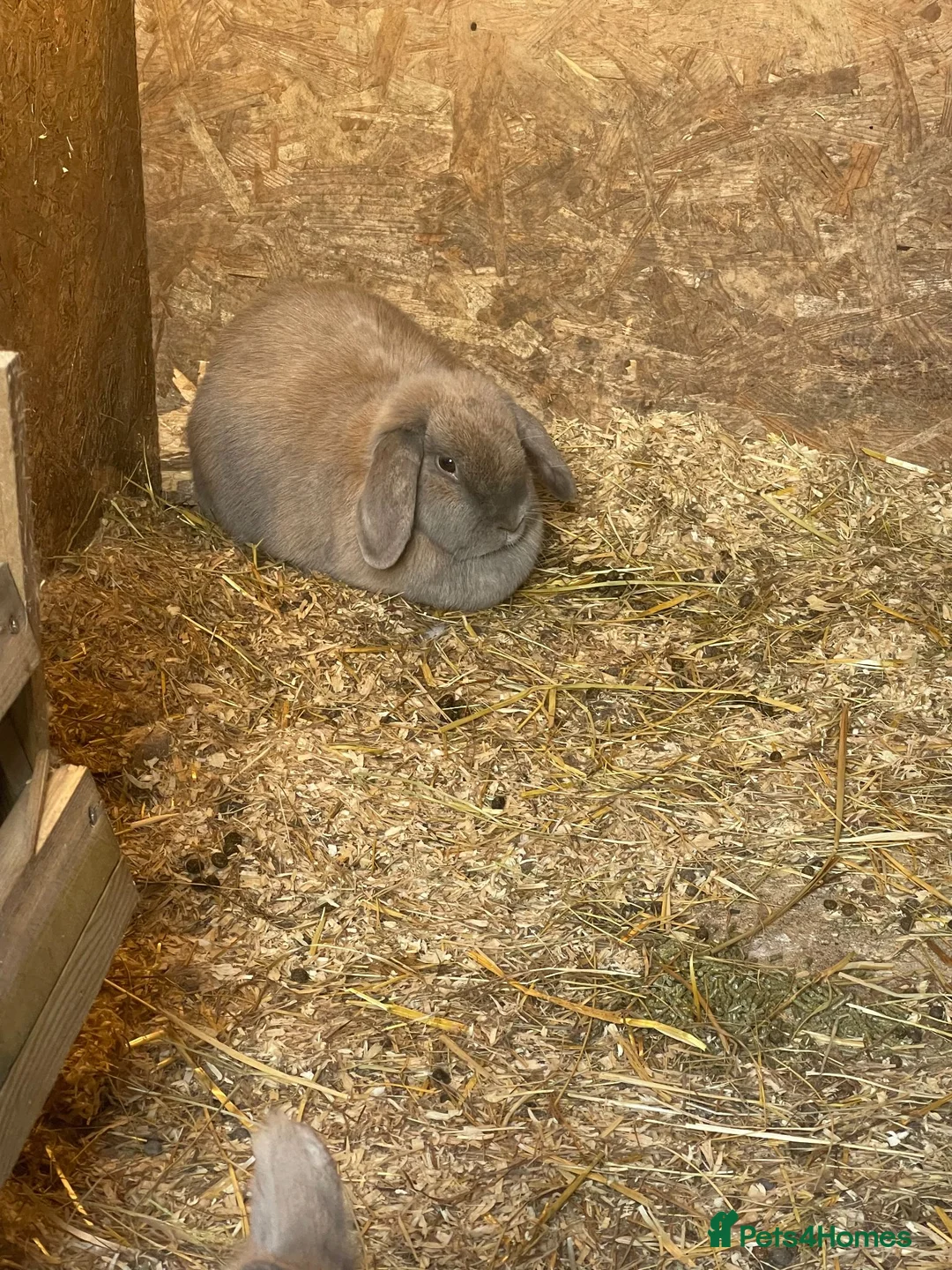 English Lop rabbits for sale: Lop Bunnies, Lion Mane as well as Double lion Mane - Advert 2