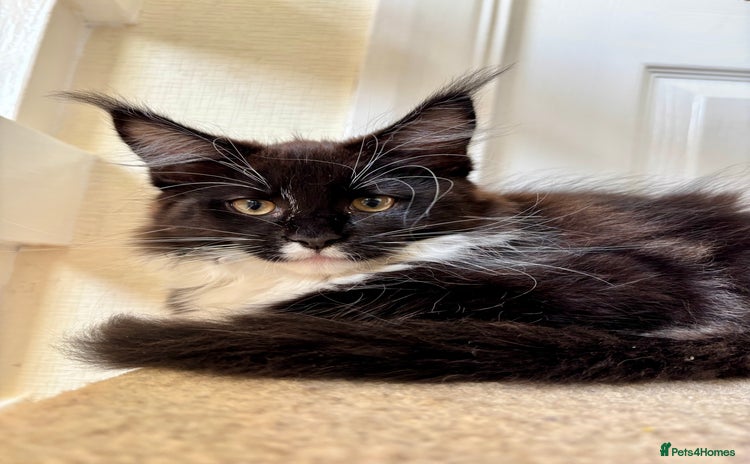 Maine Coon cats - Advert 3