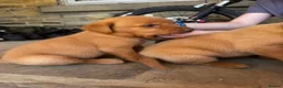 Labrador Retriever dogs for sale: Fox Red Labrador Puppies  - Advert 6