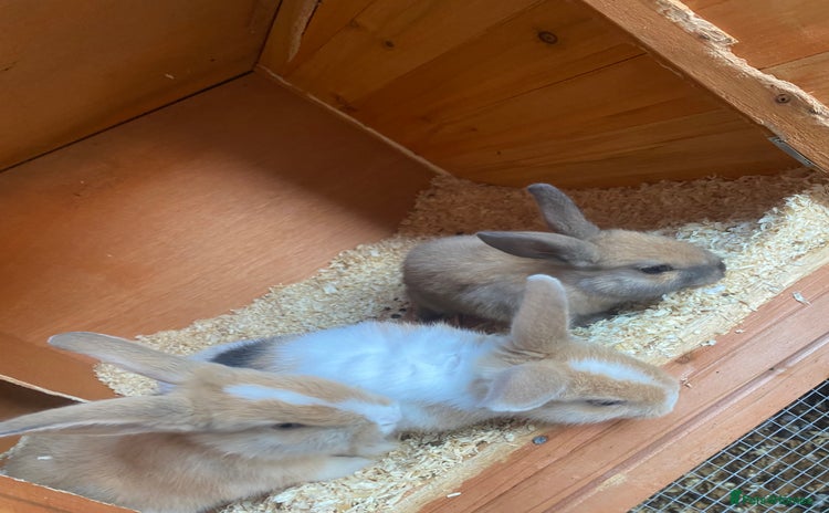 Mini Lop rabbits - Advert 9