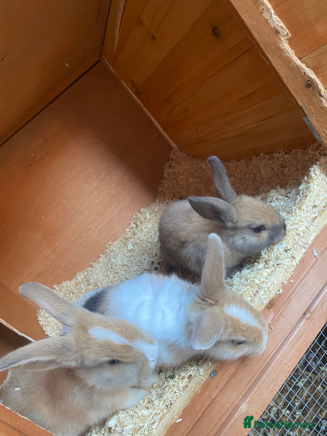 Mini Lop rabbits for sale: Mini lop bunnies  - Image 1