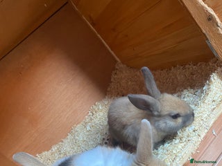Mini Lop rabbits - Advert 25