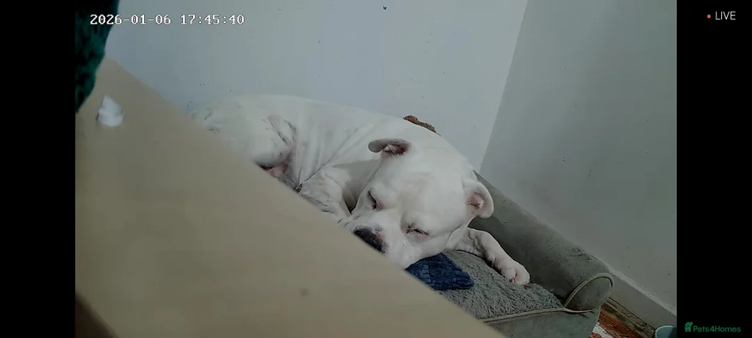 Staffordshire Bull Terrier dogs for sale: Staffordshire bull terrier  - Advert 5