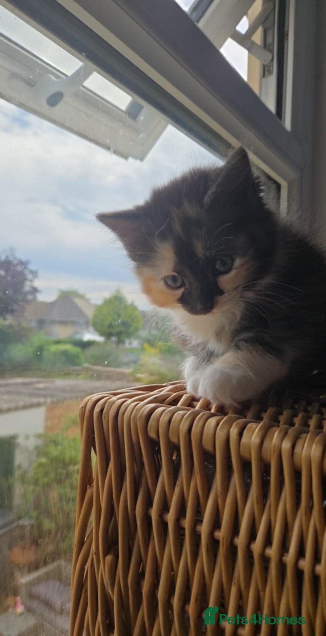 Ragdoll cats for sale: Ragdoll kitten female looking for forever home - Image 3